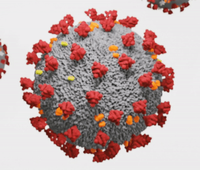 Ein Ball mit Stacheln, auf denen Näpfe sitzen, dreht sich vor unseren Augen. Es ist ein Symbolbild eines Coronavirus.