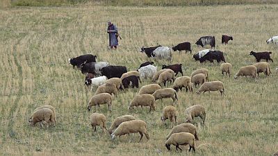 Von rechts nach links zieht eine Schafherde gemächlich durch das Bild. Der Hirte, mit Basecap und Stab, blickt gedankenverloren vor sich hin. Es ist ja auch alles in Ordnung. Die Schafe grasen und laufen. Es sind helle und dunkle Schafe, weiße und schwarze Ziegen mit großen und kleinen Hörnern. Alle trauen sie der Situation und ihrem Hirten. Das Gras ist etwas trocken, aber reichlich.