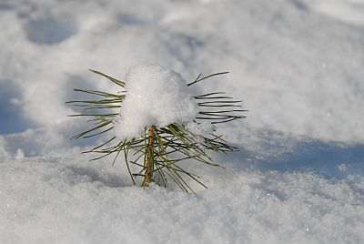 Ein Kiefernspross schaut aus einer Schneedecke hervor.