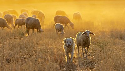 Wir blicken in eine Schafherde, aus der ein Hütehund und ein Schaf auf uns zu gelaufen kommen.