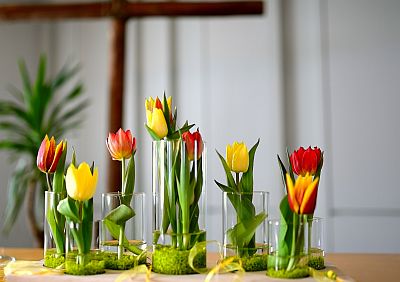 In sechs Gläsern stehen Tulpen verschiedener Farben, die ihre Blüten noch nicht ganz geöffnet haben.